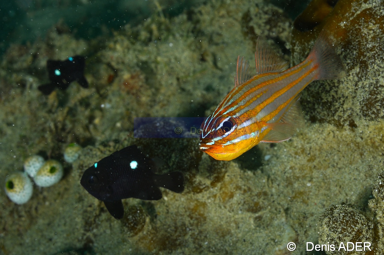 Dascyllus trimaculatus-Apogon cyanosoma Wakatobi Pasar wajo jetty-15m-20180602-Denis-ADER-DSC_3313_tn.jpg